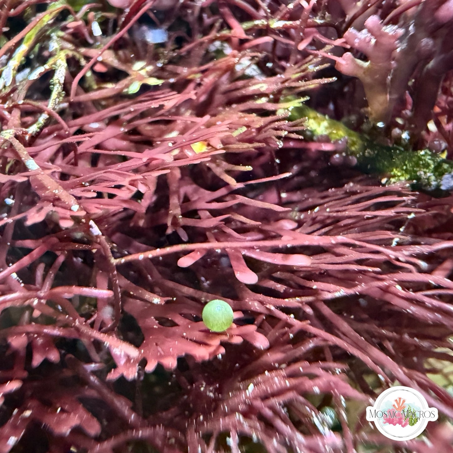 Purple Plating Gracilaria Macroalgae | Gracilaria sp.