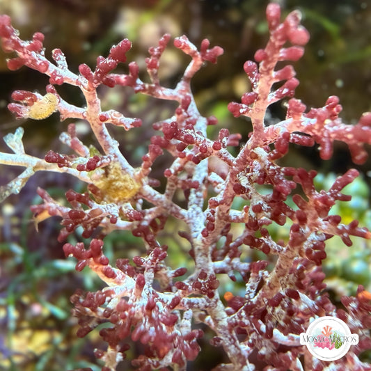 Pink Knobby Laurencia Macroalgae | Laurencia sp.