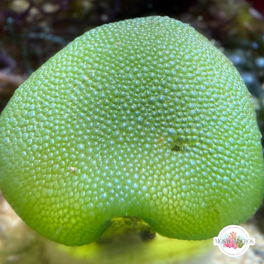 Mosaic Snakeskin Macroalgae | Dictyosphaeria cavernosa