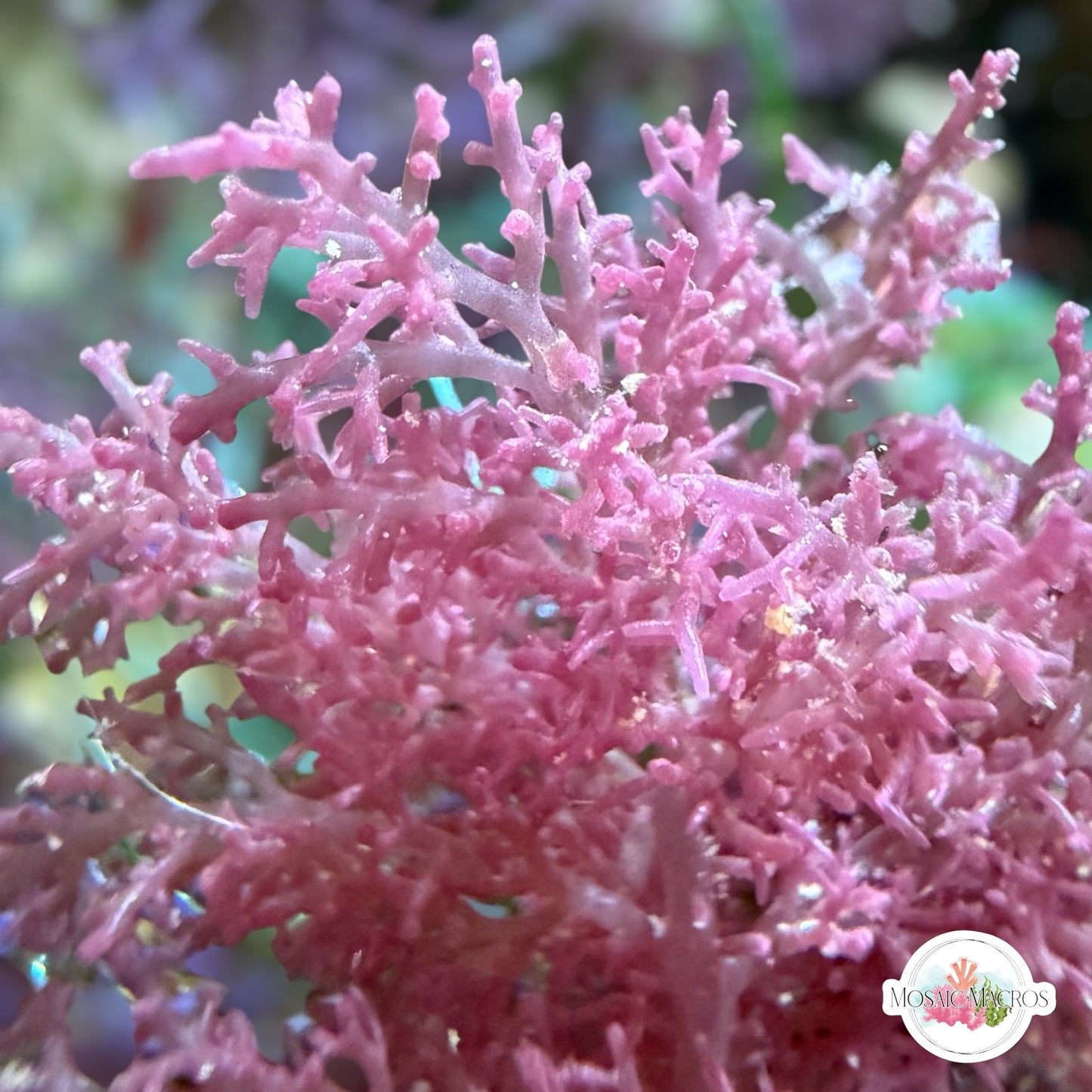 Purple Intricate Laurencia Macroalgae | Laurencia sp.