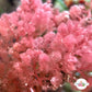 Flamingo Feather Macroalgae | Heterosiphonia gibbesii
