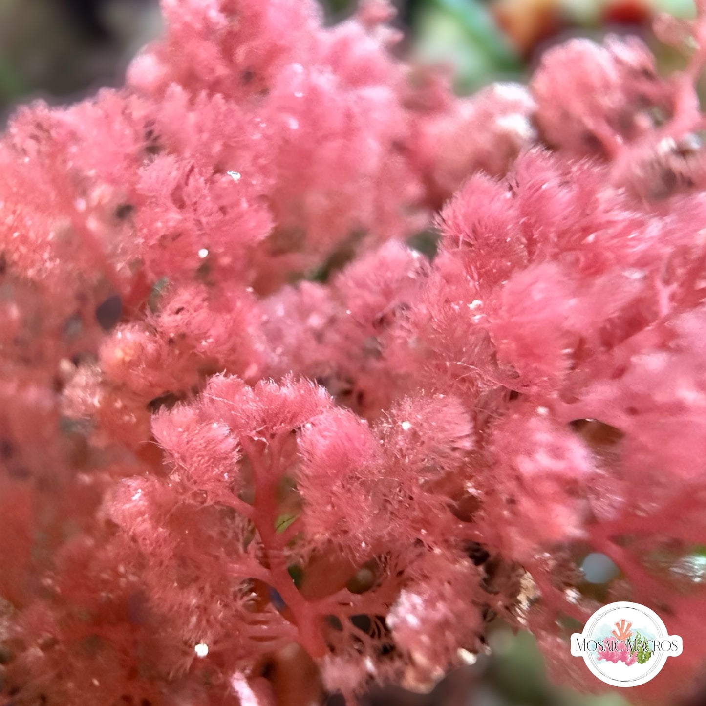 Flamingo Feather Macroalgae | Heterosiphonia gibbesii