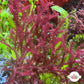 Red Razor Macroalgae | Bryothamnion triquetrum