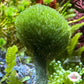 Pencil Top Macroalgae | Penicillus capitatus