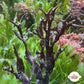Purple Flames Macroalgae | Unknown sp.