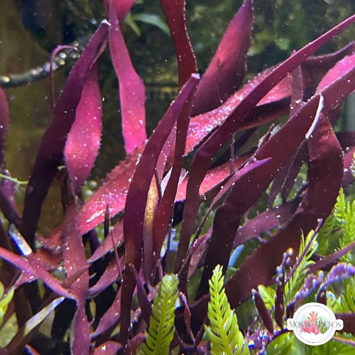 Rusty Ribbon Macroalgae | Unknown sp. – MosaicMacros