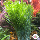 Merman’s Shaving Brush Macroalgae | Penicillus dumetosus