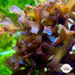 Irish Moss Macroalgae | Chondrus crispus