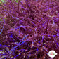 Iridescent Wire Macroalgae | Coelothrix irregularis
