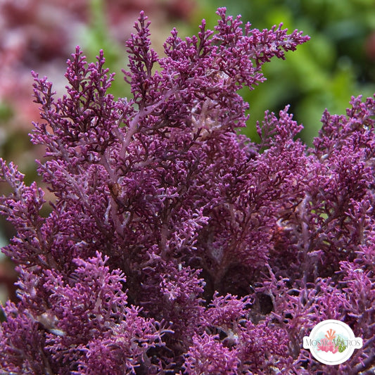 Purple Intricate Laurencia Macroalgae | Laurencia sp.