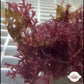 Encrusting Laurencia Macroalgae | Laurencia sp.