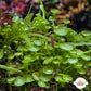 Suction Cup Caulerpa Macroalgae | Caulerpa racemosa var. Peltata