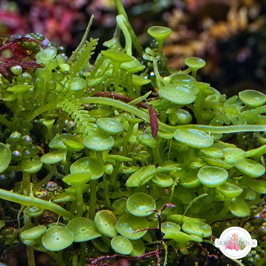 Suction Cup Caulerpa Macroalgae | Caulerpa racemosa var. Peltata