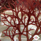 Intricate Fan Macroalgae | Gracilaria sp.