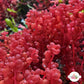 Red Grape Macroalgae | Botryocladia occidentalis