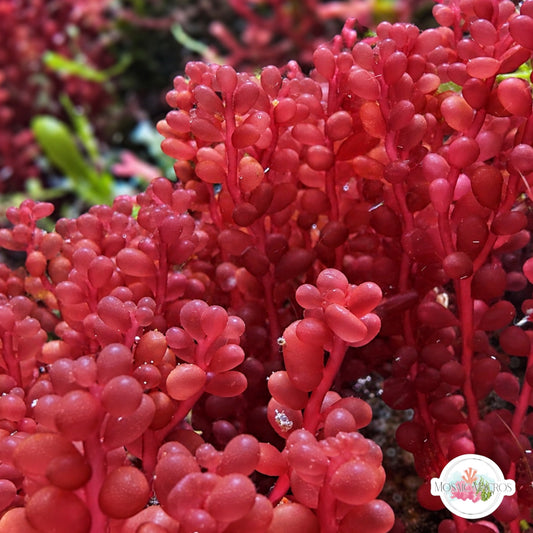 Red Grape Macroalgae | Botryocladia occidentalis