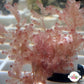 Pink Baby’s Breath Macroalgae | Unknown sp.