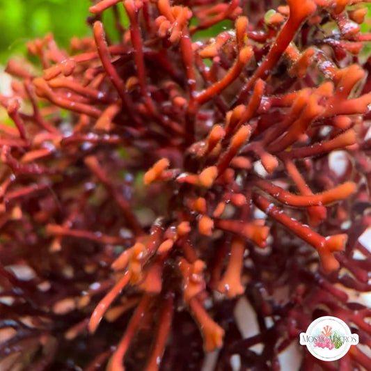 Forked Fireball Macroalgae | Unknown sp.