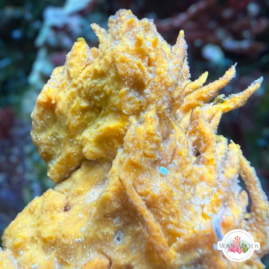 Orange Mound Sponge | Unknown sp.