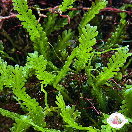 Lobe-Bladed Fern Caulerpa Macroalgae | Caulerpa sp.