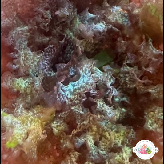 Color-Shifting Turf Macroalgae | Unknown sp.