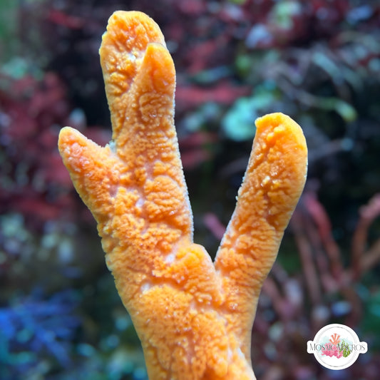 Orange Finger Sponge | Amphimedon sp.