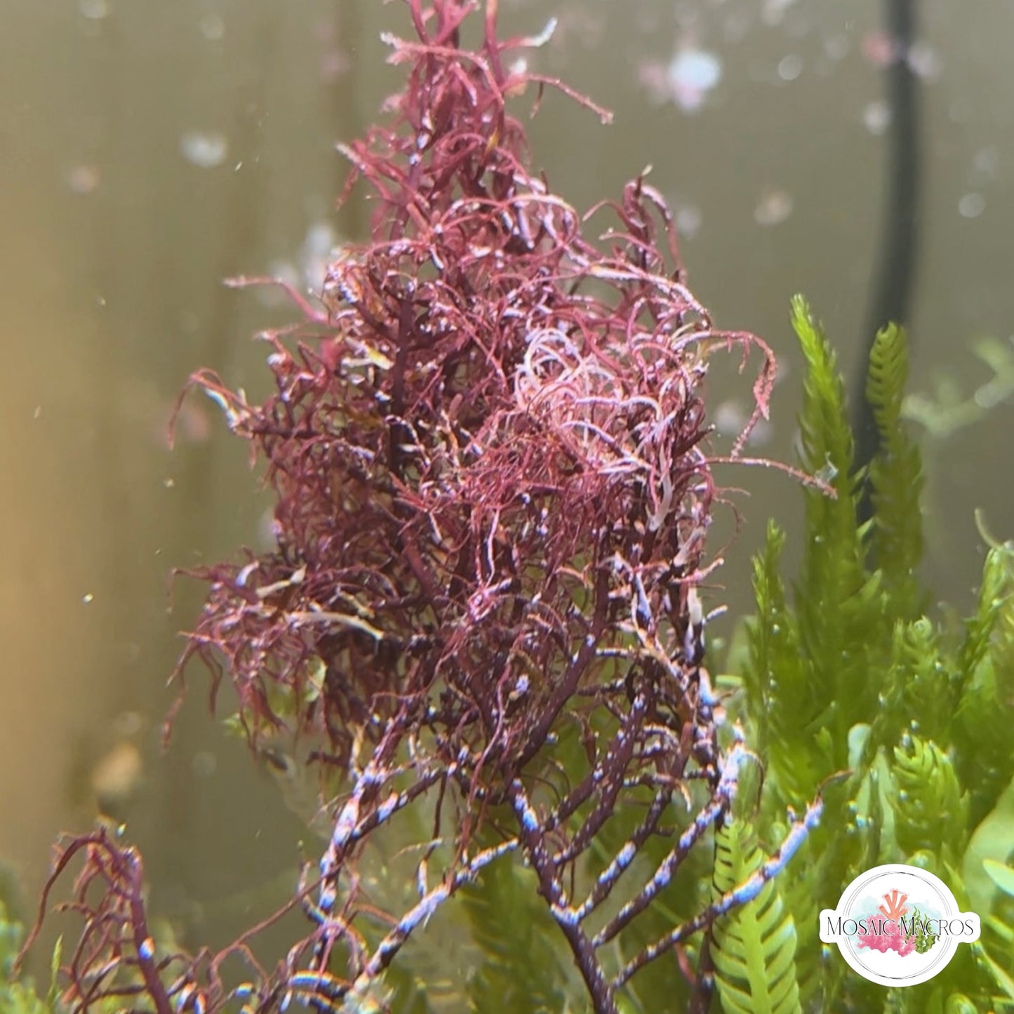 Jumbo Gelidium | Gelidium sp.