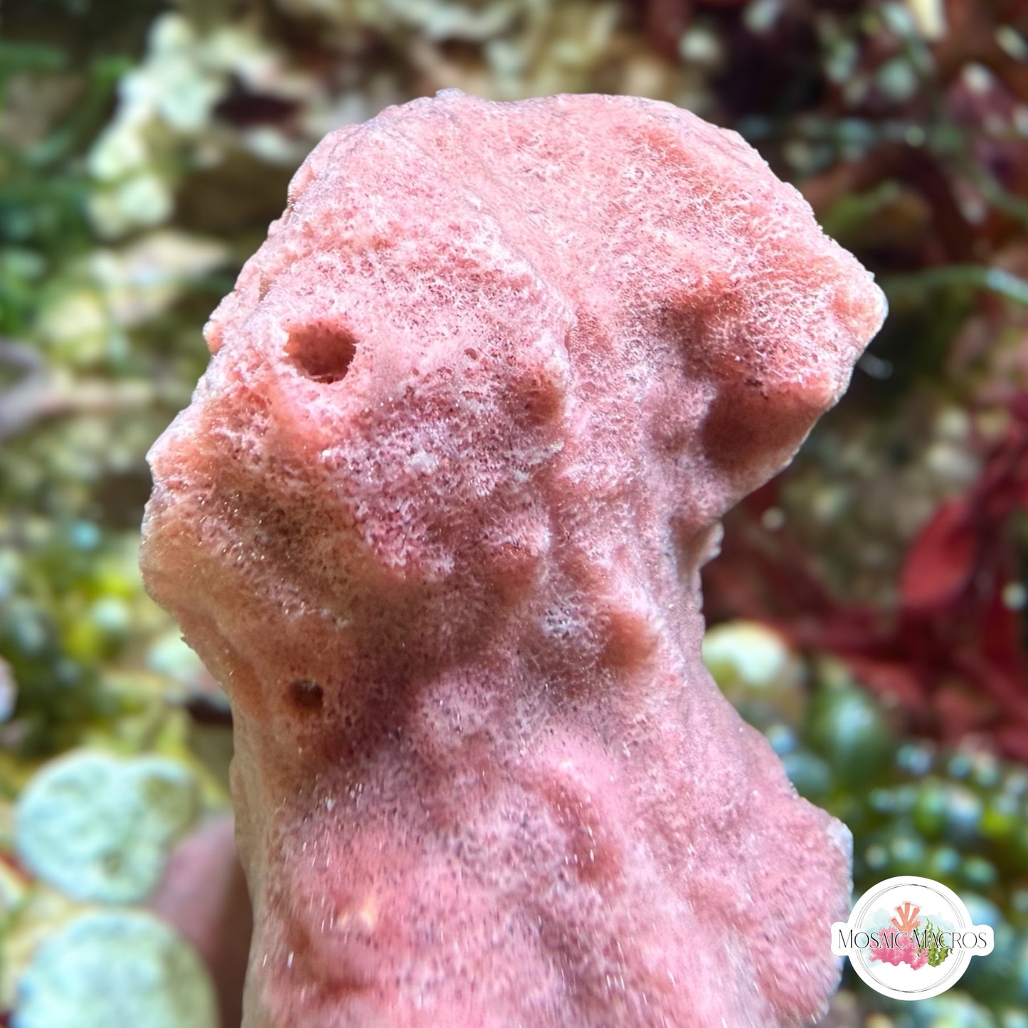 Strawberry Pouch Sponge | Haliclona sp.