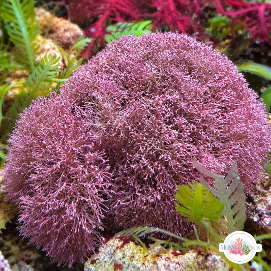 Finefork Coralline Macroalgae | Jania adhaerens
