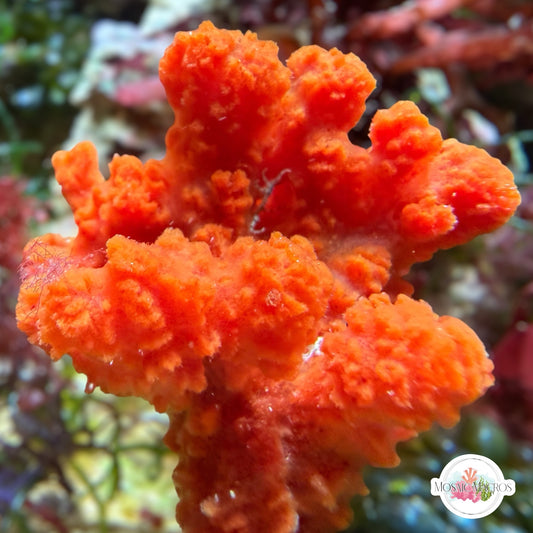 Orange Broccoli Sponge | Unknown sp.