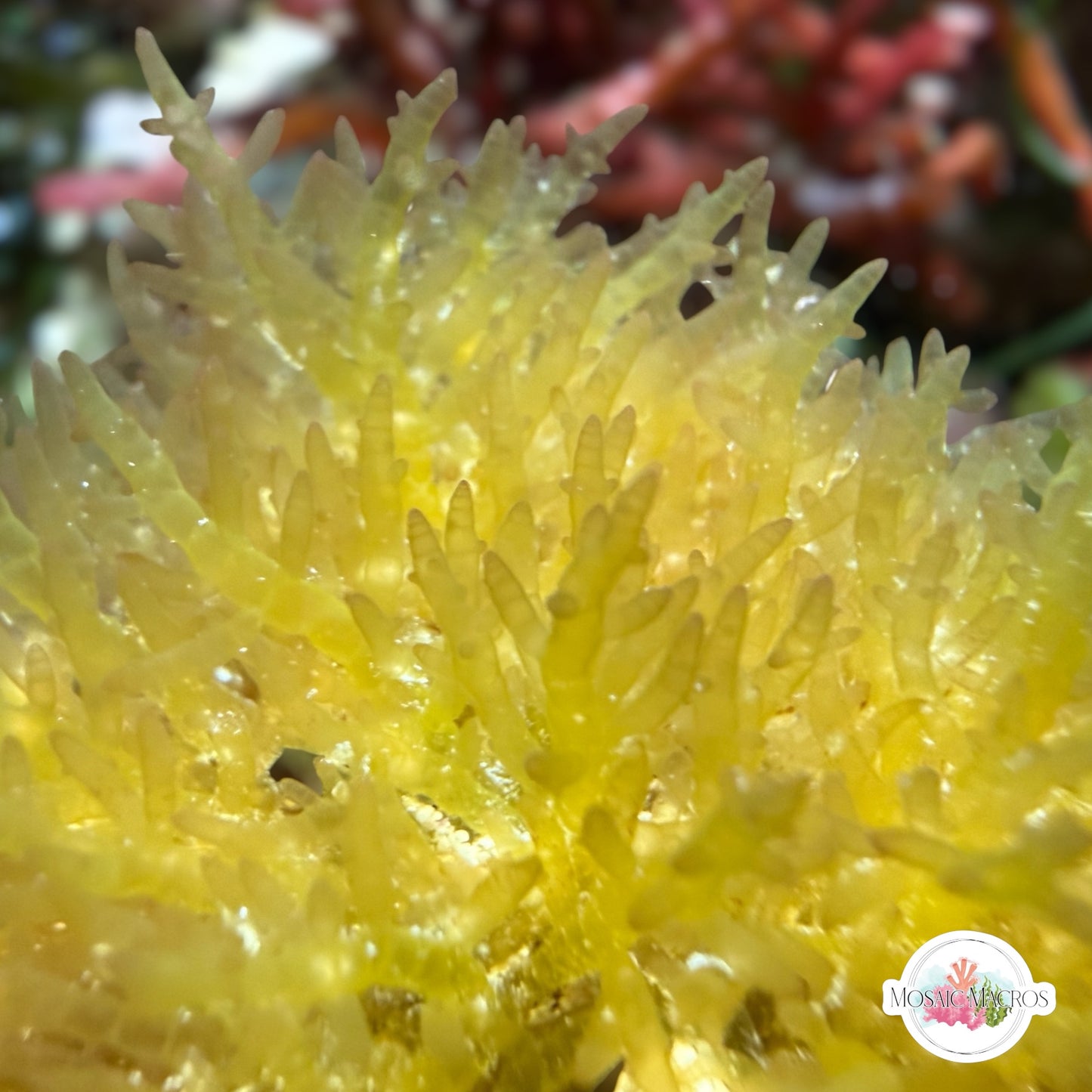 Gelatinous Bush Macroalgae | Unknown sp.