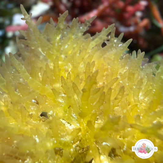 Gelatinous Bush Macroalgae | Unknown sp.
