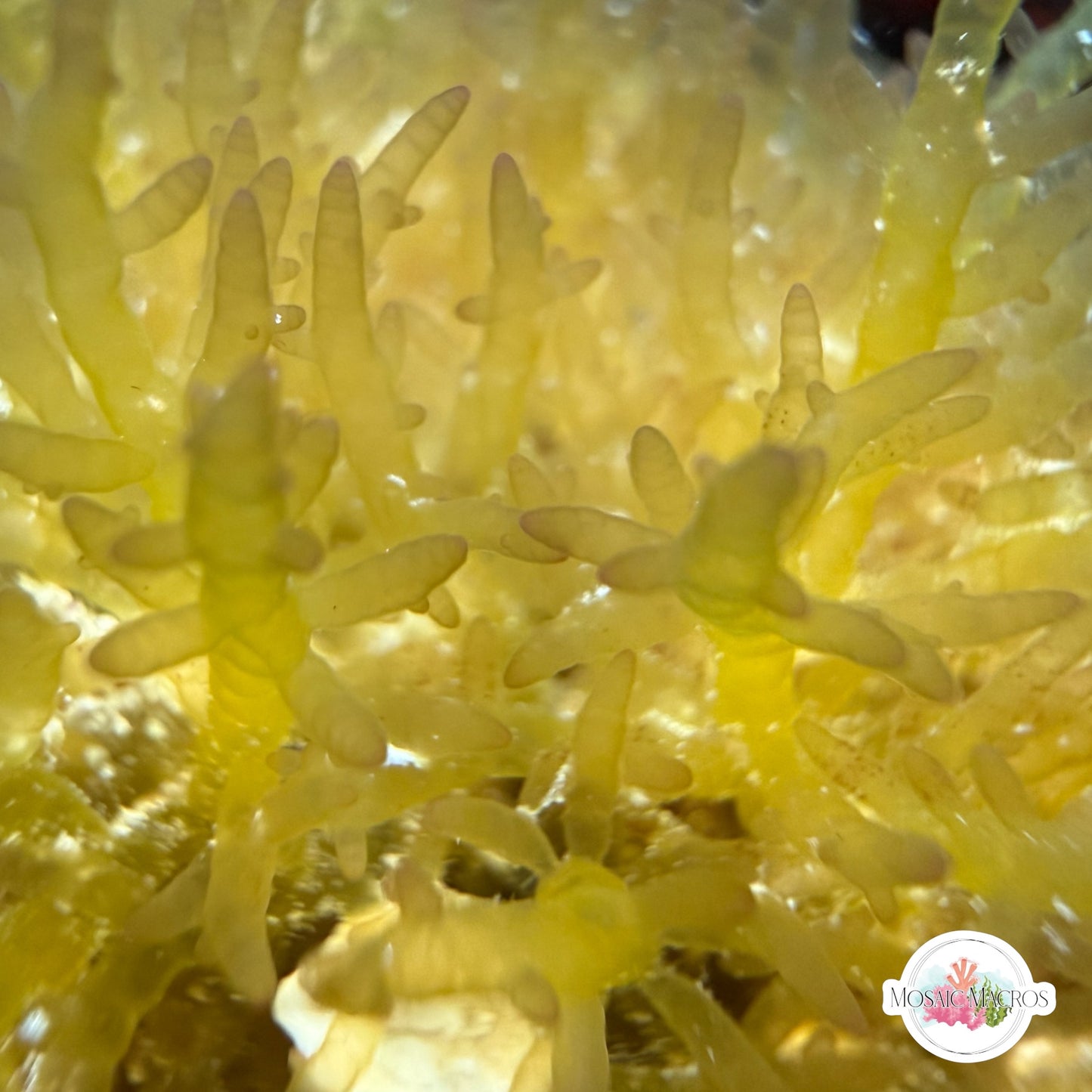 Gelatinous Bush Macroalgae | Unknown sp.