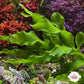 Seagrass Caulerpa Macroalgae | Caulerpa prolifera