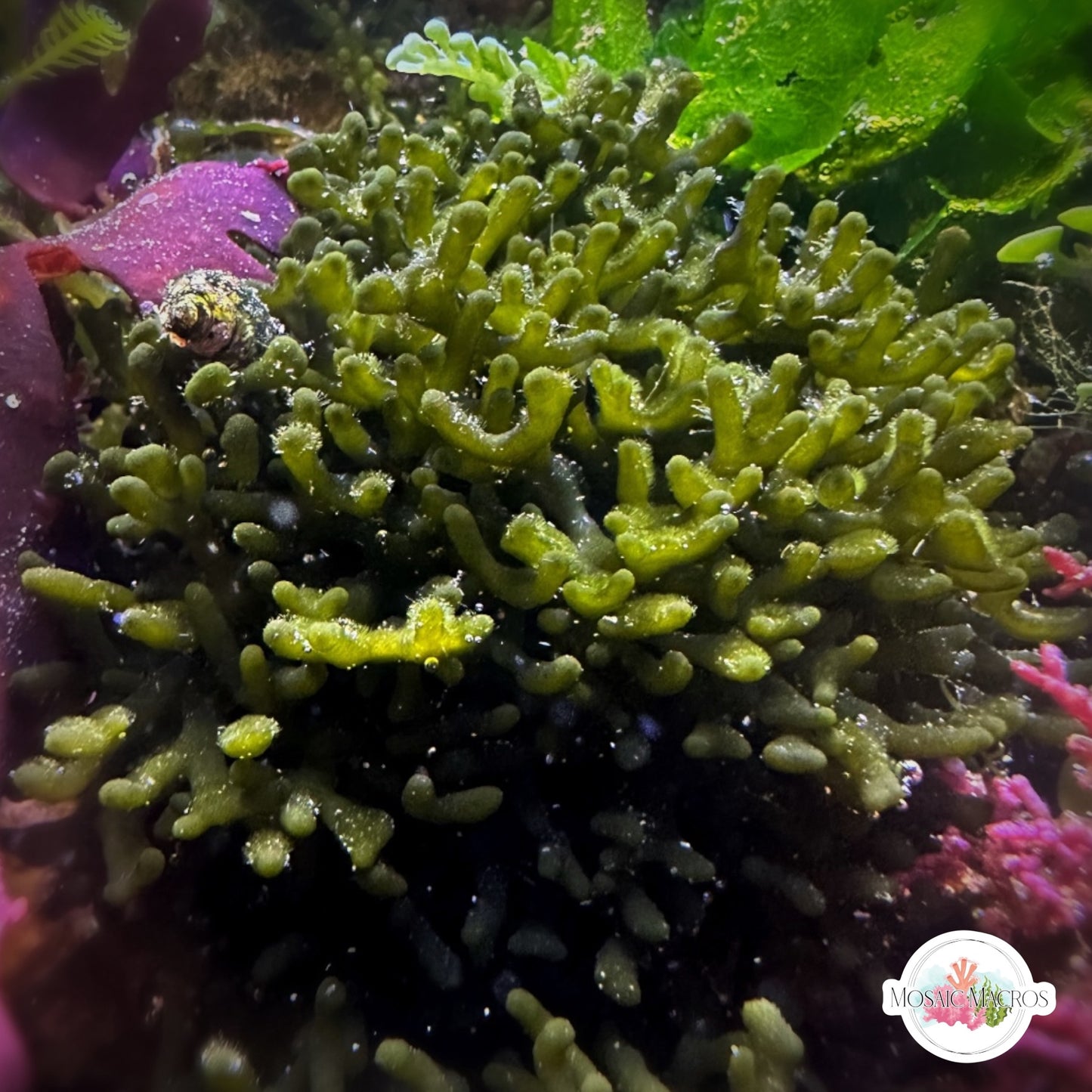 Stout Dwarf Codium Macroalgae | Codium sp.