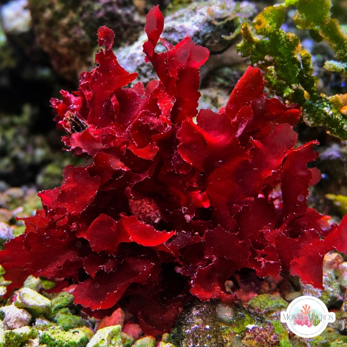 Gorgonian-Encrusting Macroalgae | Cryptonemia crenulata