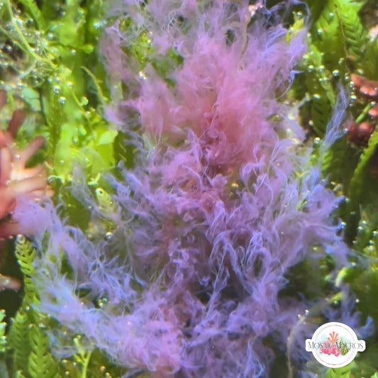 Blue Smoke Macroalgae | Unknown sp.