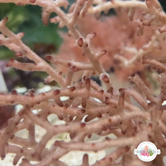 Knobby Liagora Macroalgae | Liagora sp.