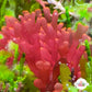 Orange-Tipped Nemastoma Macroalgae | Nemastoma sp.