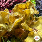 Brown Ruffles Macroalgae | Lobophora sp.