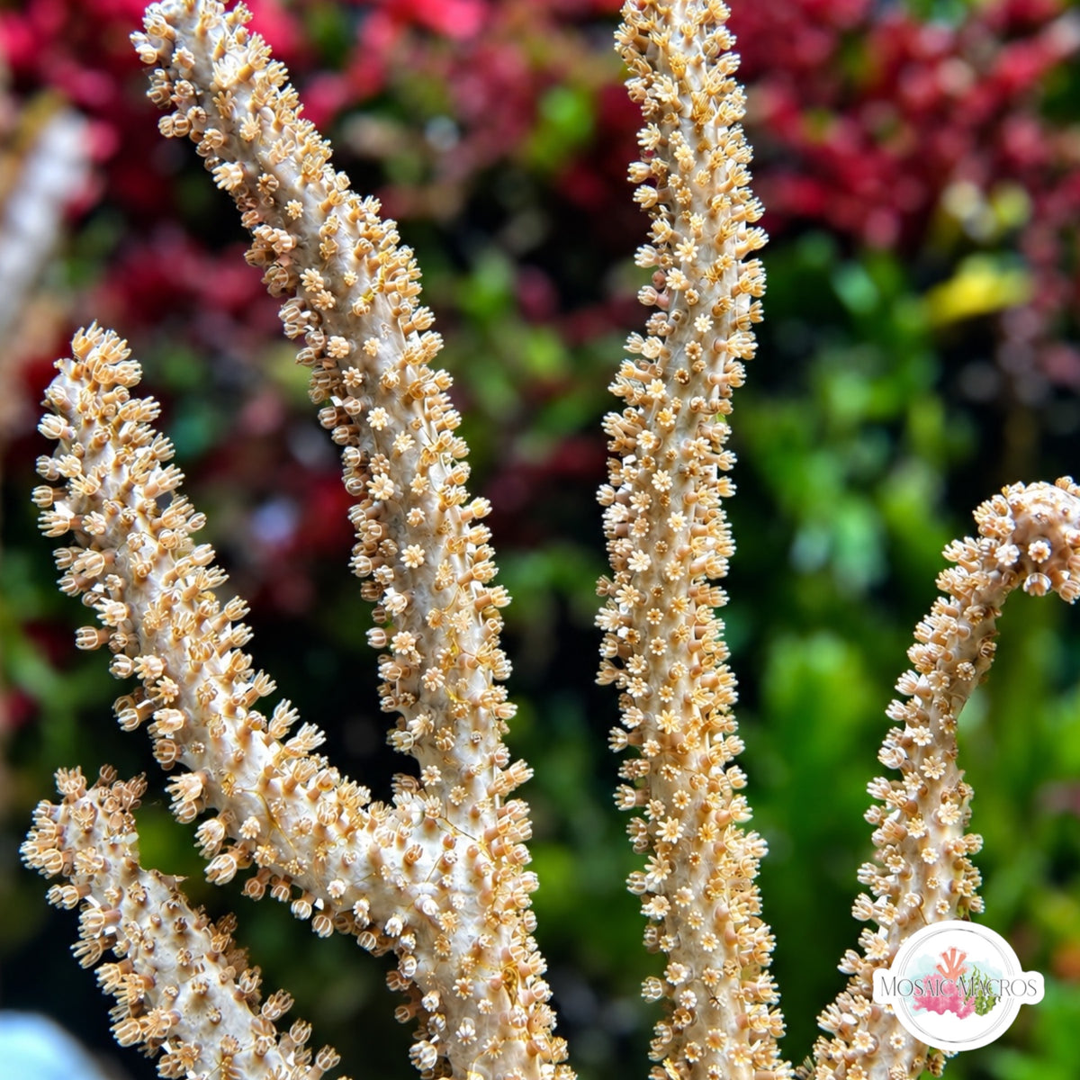 Doughnut Sea Rod Gorgonian | Eunicea fusca