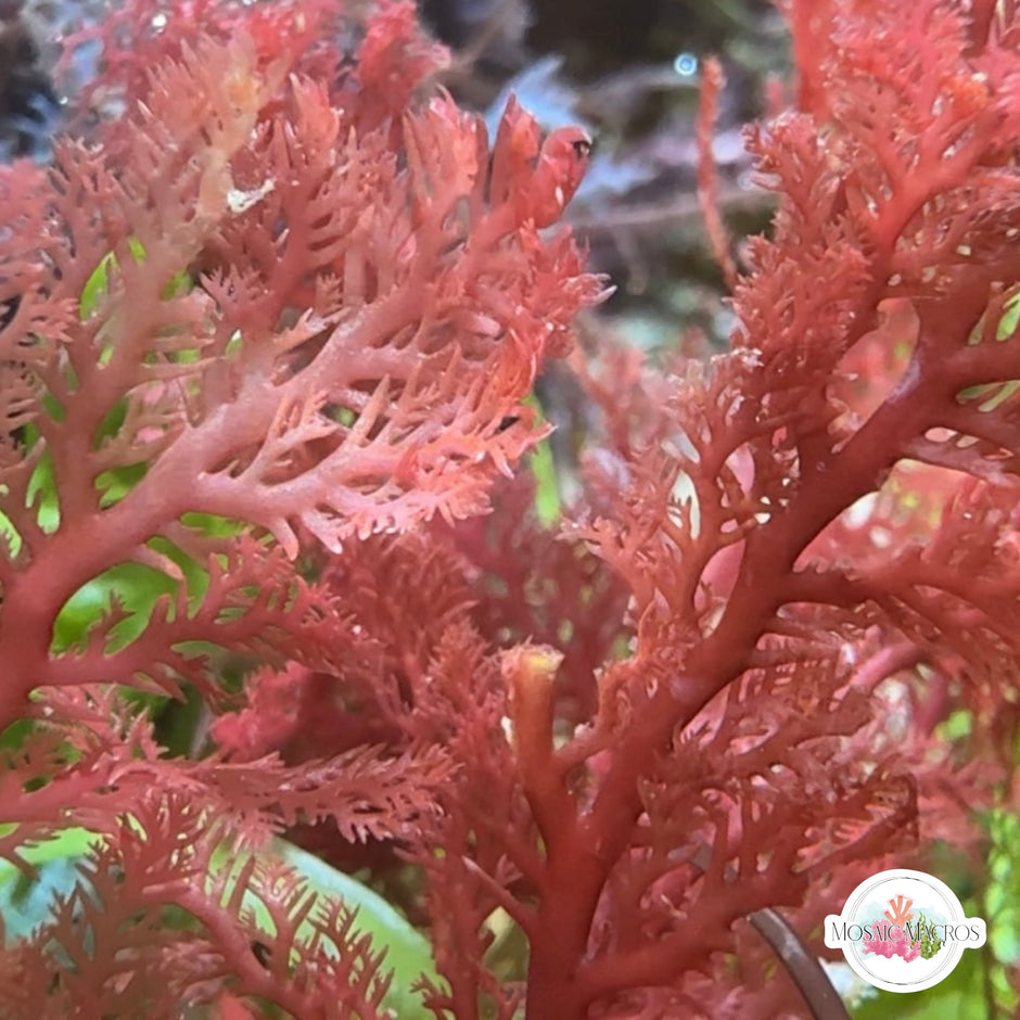 All Macroalgae – Page 7 – MosaicMacros