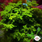 Lime Green Codium Macroalgae | Codium sp.