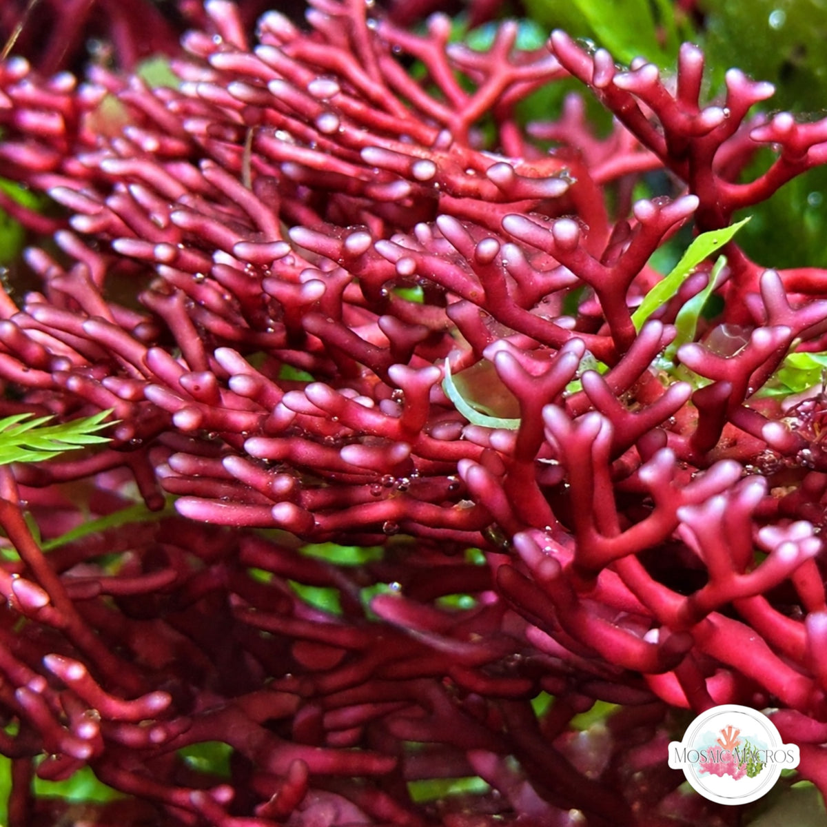 Branching Hex Macroalgae | Scinaia sp.