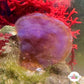 Blue Scroll Macroalgae | Padina sp.