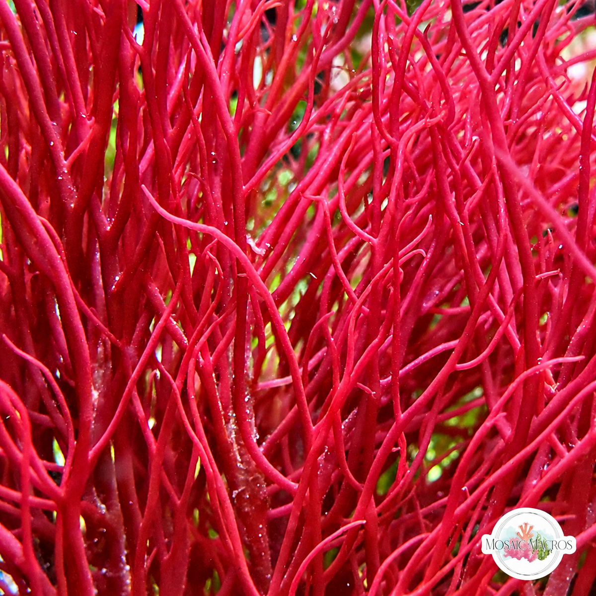 Red Ogo Gracilaria Macroalgae | Gracilaria parvispora