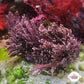 Coral Weed Macroalgae | Corallina officinalis