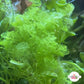 Fuzzy Caulerpa Macroalgae | Caulerpa verticillata