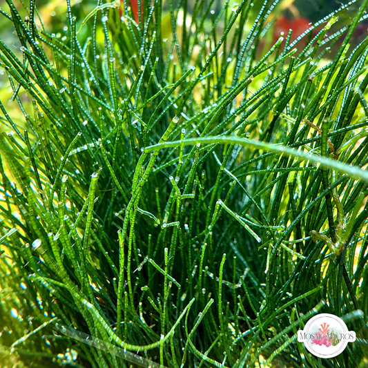 Seagrass Chaeto Macroalgae | Chaetomorpha sp.