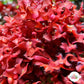 Red Bush Gracilaria Macroalgae | Gracilaria hayi